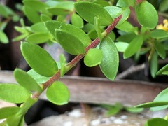 Persoonia acuminata