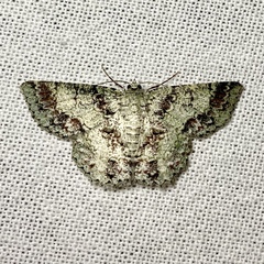 Hypodoxa conspurcata