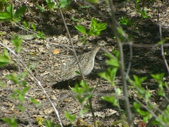 Nothoprocta perdicaria