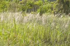 Saccharum spontaneum