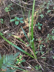 Dianella nigra
