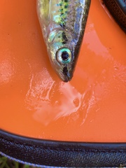 Rasbora cephalotaenia