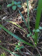 Dianella nigra