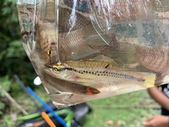 Rasbora cephalotaenia