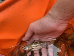 Rasbora cephalotaenia