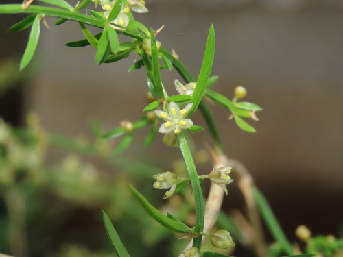 Asparagus cochinchinensis (Asparagus cochinchinensis)