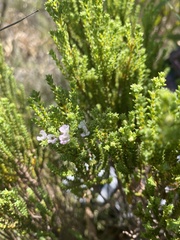 Euchaetis