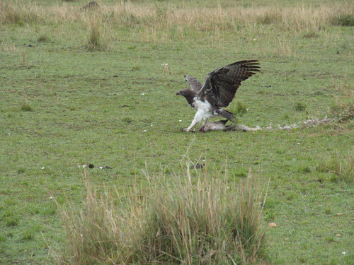 Martial Eagle (Polemaetus bellicosus), photo 8
