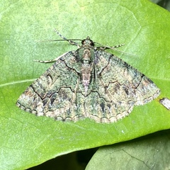 Aeolochroma rhodochlora