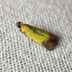 Nephopterix chryserythra