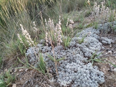 Artemisia alpina