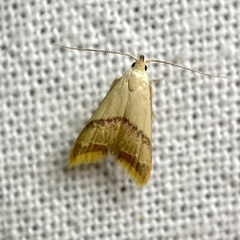 Hapaloteucha paragramma