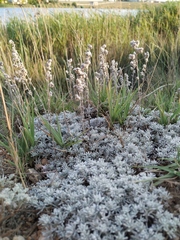 Artemisia alpina