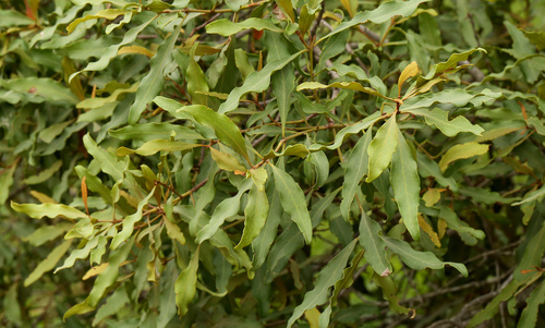 Image of Euclea divinorum by (c) Wynand Uys, some rights reserved (CC BY)