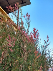 Rumex hastatus
