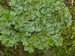 Marchantia emarginata