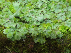 Marchantia emarginata