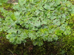 Marchantia emarginata