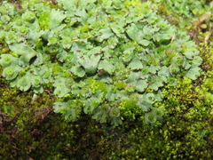 Marchantia emarginata