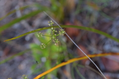 Anisotome aromatica