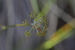 Anisotome aromatica