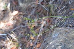 Anisotome aromatica