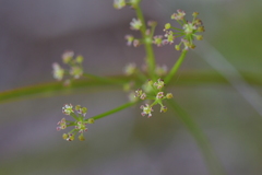 Anisotome aromatica