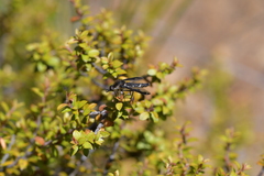 Tillyardomyia gracilis