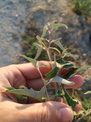 Atriplex aucheri