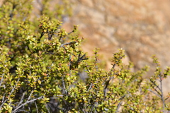 Tillyardomyia gracilis