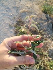 Atriplex aucheri