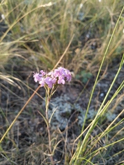 Dianthus pseudarmeria