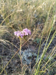 Dianthus pseudarmeria