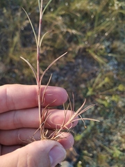 Dianthus pseudarmeria