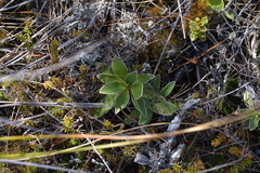 Celmisia hieraciifolia