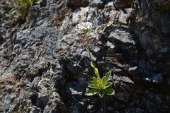 Celmisia hieraciifolia