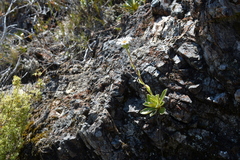 Celmisia hieraciifolia