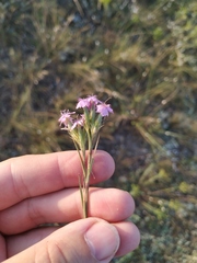 Dianthus pseudarmeria
