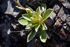 Celmisia hieraciifolia