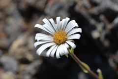 Celmisia hieraciifolia