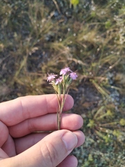 Dianthus pseudarmeria