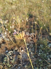 Dianthus pseudarmeria