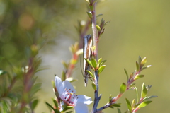 Orocrambus apicellus