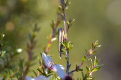 Orocrambus apicellus