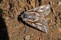 Declana glacialis