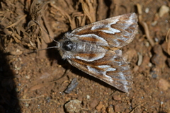 Declana glacialis