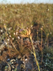 Dianthus pseudarmeria