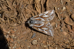 Declana glacialis
