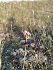 Dianthus pseudarmeria