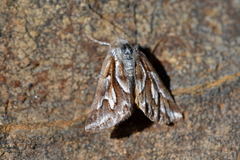 Declana glacialis
